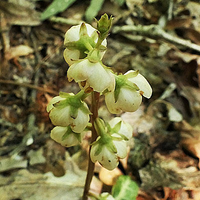 Pyrola americana - Pyrola rotundifolia  - Roundleaf Pyrola, flower cluster. Inflorescence 